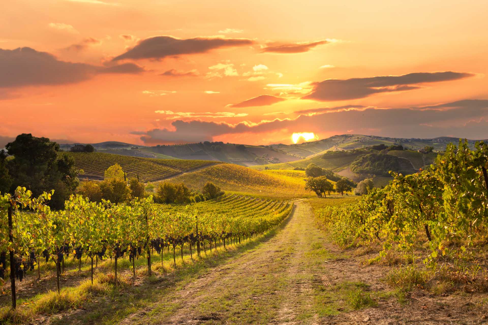 soin des vignes